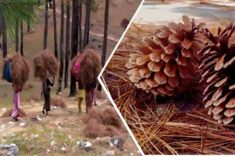 After Dhami government's 'Pirul-Laao, Paisa Paao' mission, villagers started collecting Pirul