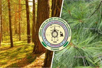 Pant University's research revealed new identity of Pirul, pine tree will become a boon for the forest and villagers