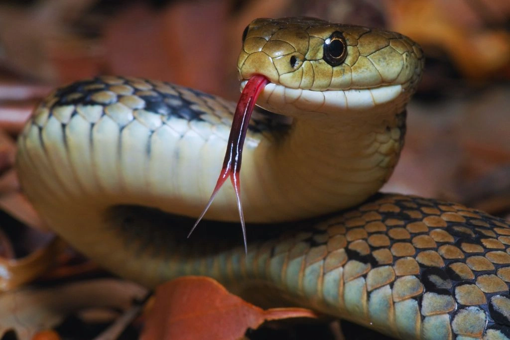 Haldwani Untimely death of brothers and sisters due to snake bite