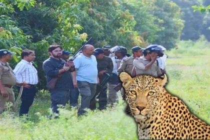 In Haldwani, female leopard camped in the garden with 2 children, rescued after 4 hours