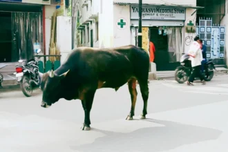 Haldwani A young man fell on the road after being hit by a bull, died after being hit by a vehicle!