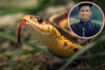 A poisonous snake took the life of a young man who had come to his native village from Ramnagar